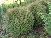 Thuja occidentalis 'Champion' 